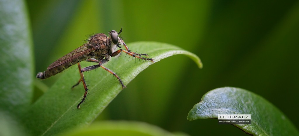 Robber fly looking for prey