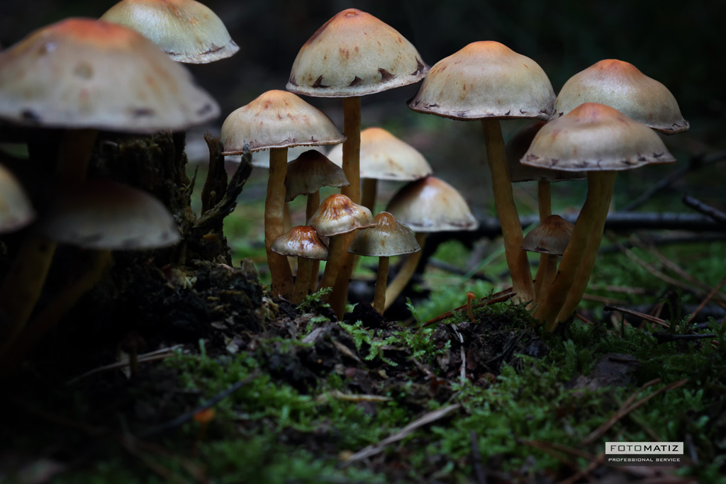 macro forest mushroom