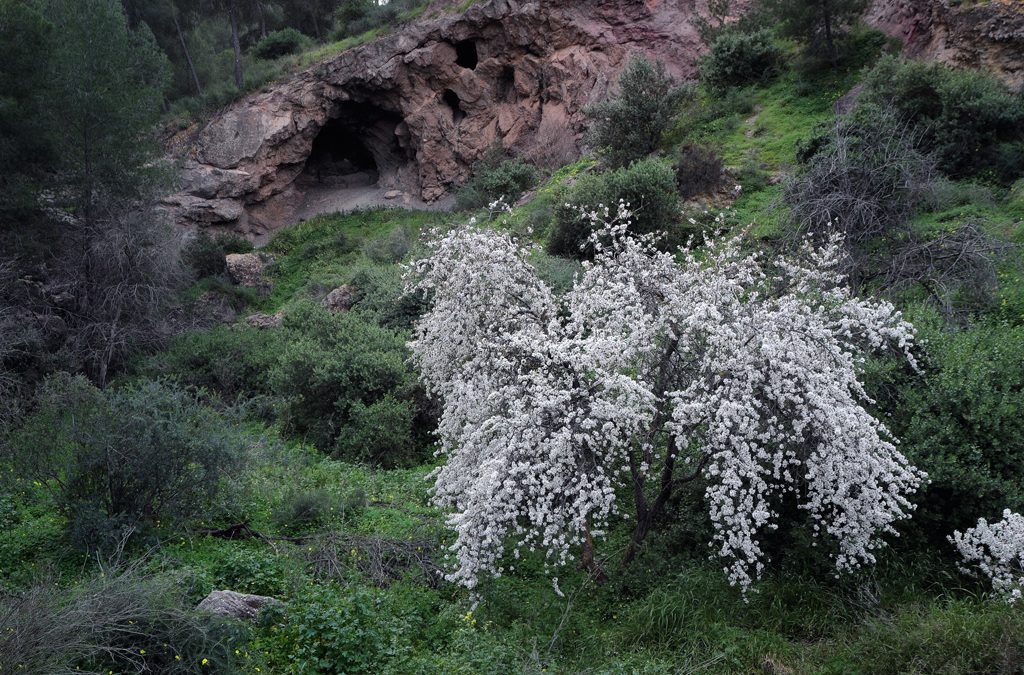 Blooming Almond tree in Murcia